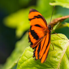 Amazing Beautiful Bright Colored Butterflies