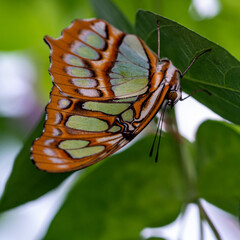 Fototapeta na wymiar Amazing Beautiful Bright Colored Butterflies