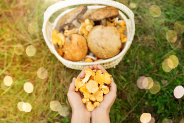 season, nature and leisure concept - woman hands holding chanterelles and basket of mushrooms on grass in forest
