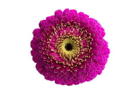 gerbera pomponi isolated