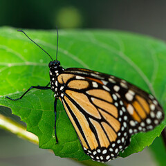Amazing Beautiful Bright Colored Butterflies