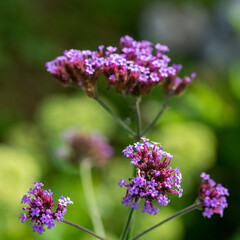 Beautiful Bright Colored Summer Flowers