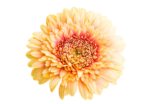 gerbera pomponi isolated