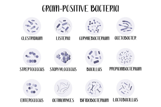 Gram-positive bacteria, genus. Acetobacter, Lactobacillus, Propionibacterium, Bifidobacterium, Corynebacterium,Actinomyces, Enterococcus, Bacillus, Staphylococcus, Streptococcus, Listeria, Clostridium