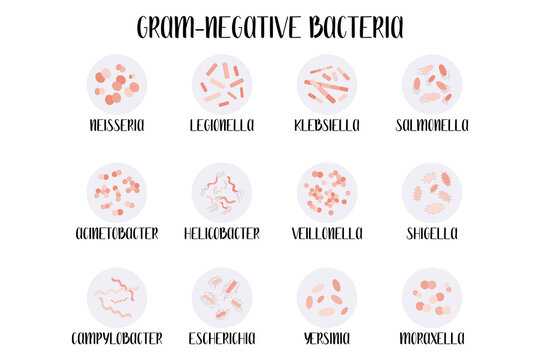 Gram-negative bacteria, classification, genus. Moraxella, Escherichia, Campylobacter, Klebsiella, Legionella, Neisseria, Salmonella, Helicobacter, Acinetobacter, Yersinia, Shigella, Veillonella vector