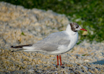 Seagull by the sea. Sea birds. Portrait
