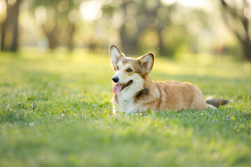 Naklejka na ściany i meble portrait dog . Welsh corgi pembroke in nature, on the grass
