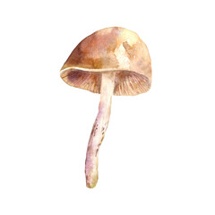 Watercolor edible mushroom
