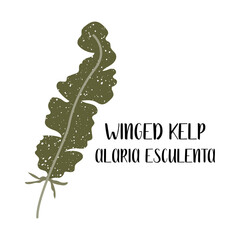 Winged kelp, Alaria esculenta. Set of edible seaweeds. Brown algae or Phaeophyceae. Sea vegetables. Vector flat illustration, isolated on white