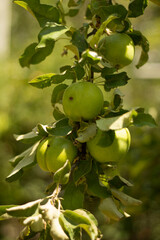 green apples on a tree