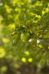 green apples on a tree