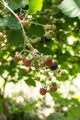 
Blackberry green, red and black growing on the bush
