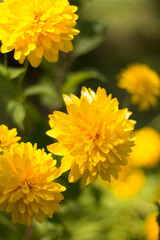 yellow flowers in the garden