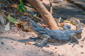 Common water monitor in Railay, Krabi, Thailand