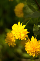 
Large yellow flowers on a bush