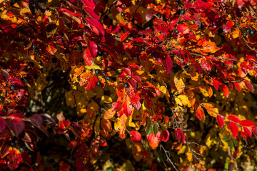 Fototapeta premium red autumn leaves
