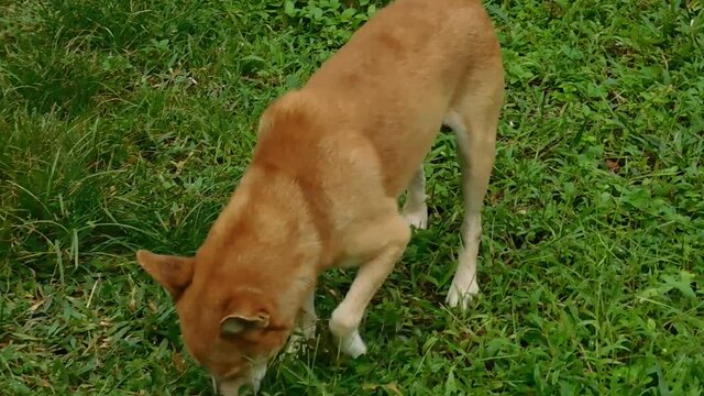 Cute brown dog walking through the green field