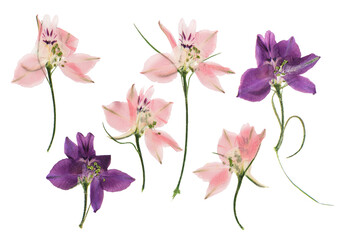 Pressed and dried delphinium flowers isolated on white background. For use in scrapbooking, floristry or herbarium