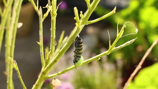 Monarch caterpillar sheds skin to reveal chrysalis, in outside  natural habitat on milk weed, speed ramp, STATIC.