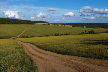 Fototapeta premium Country road in fields of wheat with blue sky and clouds in Russia