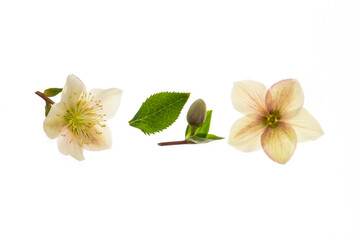 Naklejka premium closeup of white winter rose flowers on white background with copy space