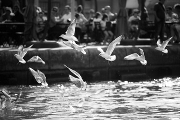 Flock of seagulls in motion flying from the sea water next to a terrace with people dining in the background. Tourism and travel.