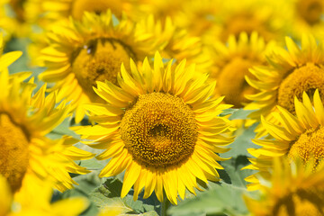 Blooming sunflower close up. Growing of oilseeds. Honey plants for apiary and bee breeding.