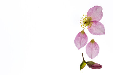 closeup of pink hellebore flower isolated on white background with copy space on left