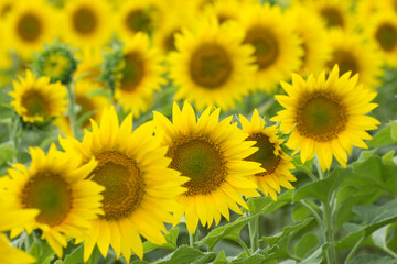 Background from young blooming sunflower inflorescences. Growing oilseeds in an agricultural field.