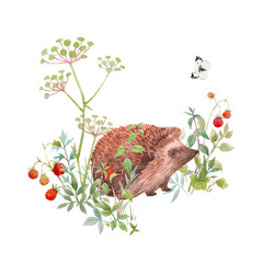Beautiful floral composition with watercolor cute hedgehog field flowers and berries. Stock illuistration. © zenina