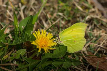 brimstone butterfly on a dandelion blossom makro
