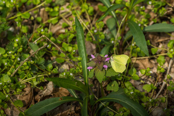brimstone butterfly on a deadnettle in the sun