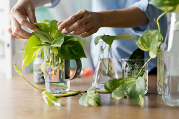 Water propagation for indoor plants by leaf cutting.