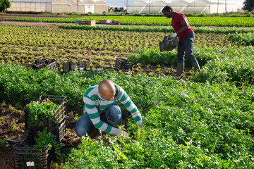 Skilled latina man engaged in gardening picking fresh parsley on farm