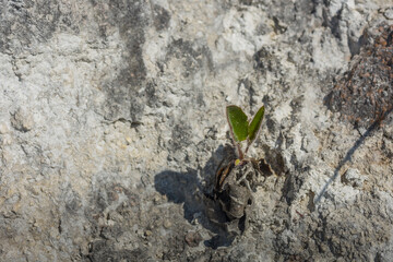 little green plant on a rock