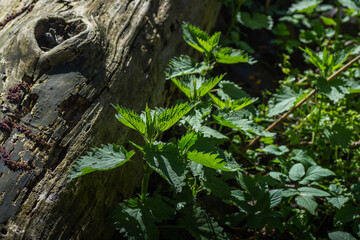 nettels near a tree trunk in the forest