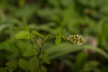 white yellow butterfly on a leaf