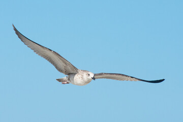 Flight of a large seabird. The seagull (Larus marinus) has spread its large wings.