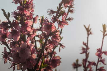 pink blossoms in spring with grey