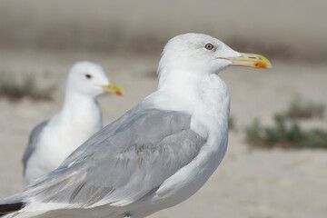 Sea gull (Larus marinus) on a sandy beach. Side view. Copy space.