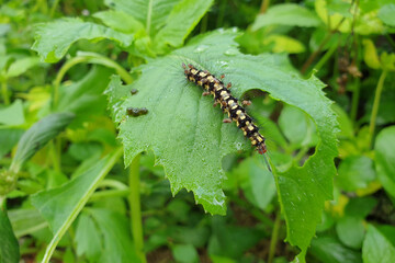 Caterpillar eating green leaf close-up