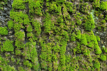 Green moss background texture, beautiful in nature.