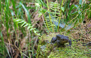 Kröte auf dem Baumstumpf

