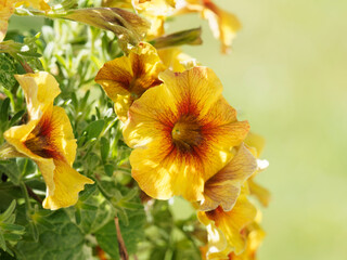 Obraz premium Petunia x Calibrachoa hybrid - Petunias Petchoa Beautical 'Caramel yellow' with beautiful yellow petals and darker veined in center