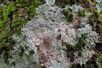Green moss background texture, tree fungus, beautiful in nature