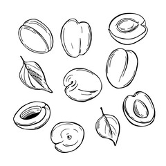 Hand drawn  apricots on white background.Vector sketch  illustration.