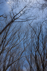 Loking up at the dead trees stretching up into the blue sky at Mt.Hongajamaru, Yamanashi Prefecture, Japan.