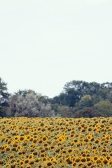 Sunflower field landscape. Field of blooming sunflowers. 