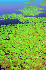 On a sunny summer day, on the dark surface of the reservoir, thickets of yellow water lilies with green leaves.