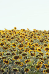 Sunflower field landscape. Field of blooming sunflowers. 